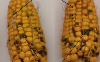 ГК 175 Х ГК 159