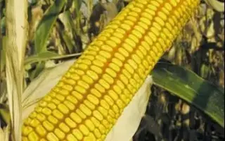 РВО 317 Х ЛИМИВКЮ 956