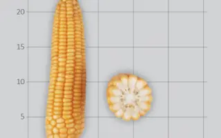 РВЛ 173 Х ЛИМЛАВ 88