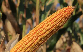 КВС ФУТТЕРИНО