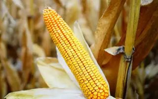 РЖТ НОЕМИКС