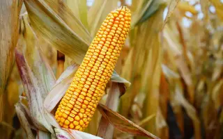 РЖТ ИНЕДИКС