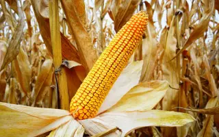 РЖТ ВЕЛУКСО