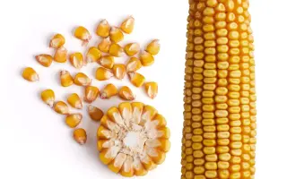 ЗОЛОТОЙ ПОЧАТОК 143 МВ