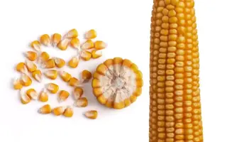 ЗОЛОТОЙ ПОЧАТОК 147 МВ