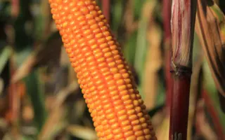 КВС ОДОРИКО