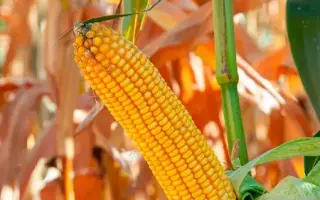 КРАНБЕРИ КС