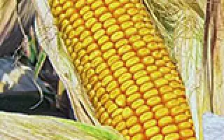 КУБАНСКИЙ 160 СВ