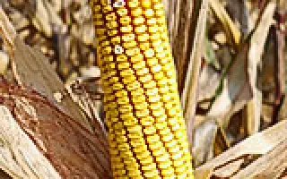 ОДИССЕЙ 230 СВ