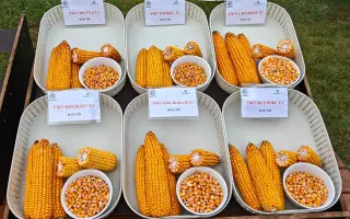 РЖТ ИРЕНОКС