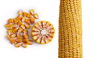 ЗОЛОТОЙ ПОЧАТОК 170 МВ