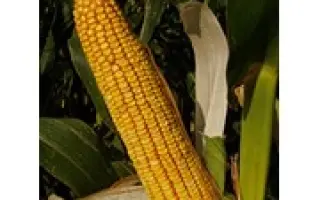 КРАСНОДАРСКИЙ 620 СВ