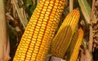 ЛАДОЖСКИЙ 294 АМВ