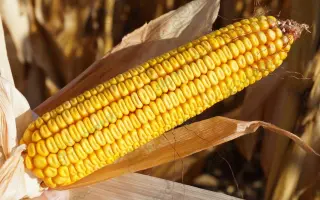 ЛАДОЖСКИЙ 277 АМВ