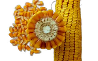 ЗОЛОТОЙ ПОЧАТОК 190 СВ