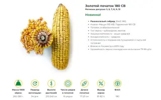 ЗОЛОТОЙ ПОЧАТОК 180 СВ