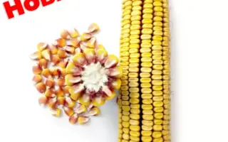 ЗОЛОТОЙ ПОЧАТОК 340 МВ