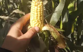 КВС КАМПИНОС