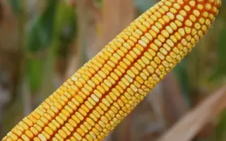 К 2577 А Х К 2579 А