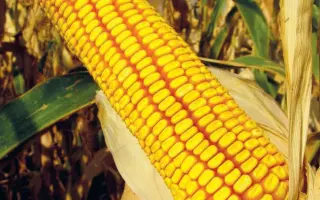 КРАСНОДАРСКИЙ 210 МВ