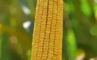 РПК 7250 Х РПК 7404