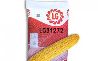 ЛИМНФУ 31 ХТ