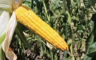 ЛАДОЖСКИЙ 280 АМВ