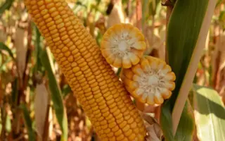 ФРЕДЕРИКО КВС