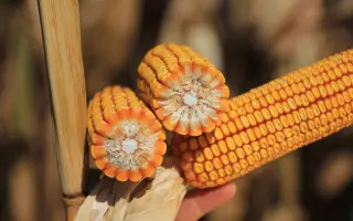 КВС КОМПЛИМЕНТ