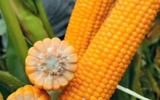 СИ ТАЛИСМАН