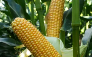 РОДРИГЕС КВС