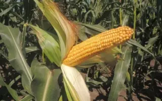 ЛАДОЖСКИЙ 150 СВ