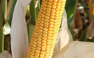 ЛАДОЖСКИЙ 400 АМВ