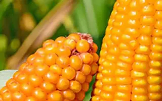 РЕСУРСНЫЙ СВ