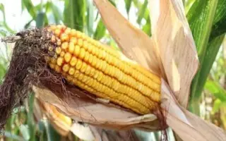 ЛАДОЖСКИЙ 185 МВ