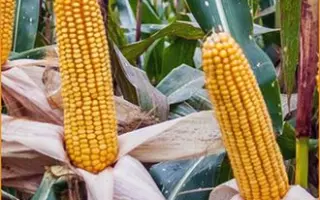 ЛАДОЖСКИЙ 501 АМВ