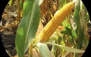 ЛАДОЖСКИЙ 175 МВ