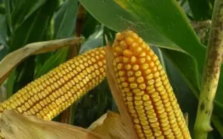 ЯРОВЕЦ 243 МВ