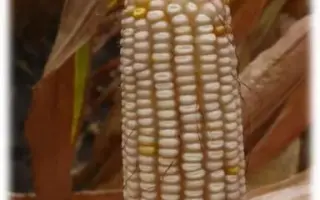 БЕЛОЗЕРНЫЙ 250