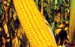 КРАСНОДАРСКИЙ 193 МВ