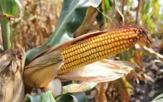 ЛАДОЖСКИЙ 221 АМВ