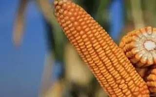 ЛАДОЖСКИЙ 181 МВ