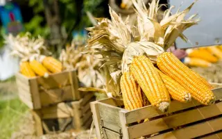 МОЛДАВСКИЙ 238 АСВ