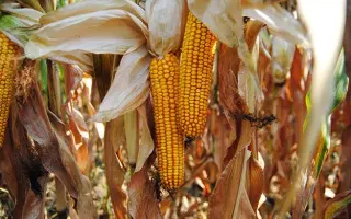 ХАРЬКОВСКИЙ 40 М