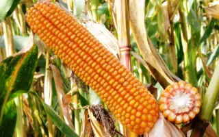 ЕС БОМБАСТИК