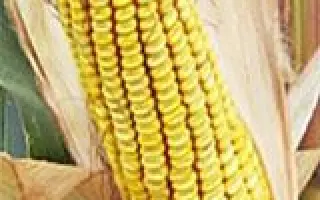 КУБАНСКИЙ 250 МВ