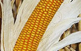 КУБАНСКИЙ 141 МВ