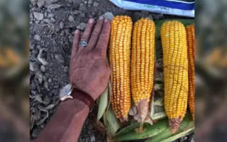 КРАСНОДАРСКИЙ 514 МВ