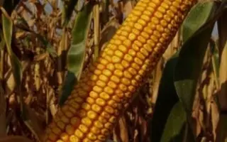 КРАСНОДАРСКИЙ 196 МВ