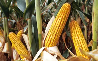 РОСМОЛД 202 МВ